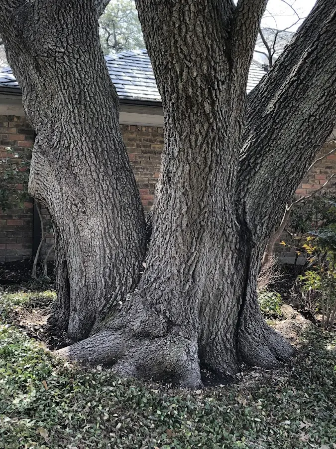 Mature heritage tree close to a Warwick property cared for by certified arborists